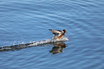 湖沼のカモたち