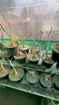 Adenium succulent plants in dormancy
