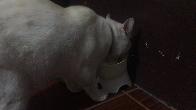 White cat eats water and food in the living room