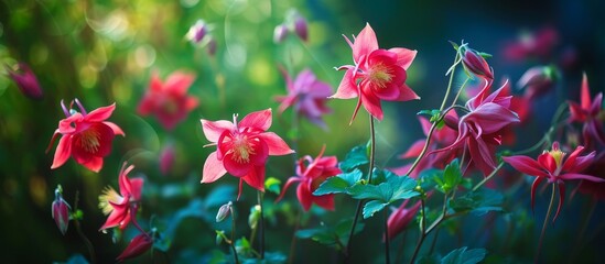 Captivating Red Columbine Flowers in a Vibrant Spring Garden: A Garden Floral Theme on a Blurred Dark Background - obrazy, fototapety, plakaty