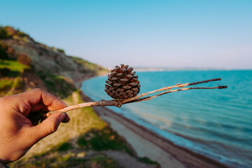 pine cone on the sea coast
