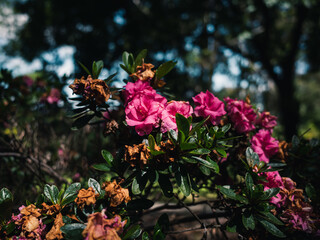 Obraz premium Spring flowers in the garden