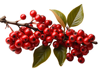 Red Fresh Coffee Beans on a Branch with Green Leaves Isolated on Transparent Background