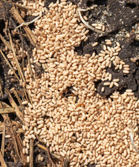 Close up of red ant eggs. Macro