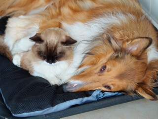 Little cat sleep in the arms of big dog. Dog and cat sleep together on bed, rough collie and ragdoll cat at home, harmony pet lifestyle concept.
