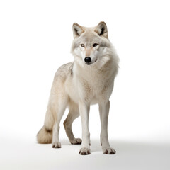 Obraz premium A wolf captured in a photo, vividly set against a pure white background, Ai Generated