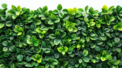Green Hedge Leaves Wall Isolated White Background