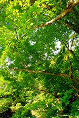 Obraz premium 京都詩仙堂の青もみじ