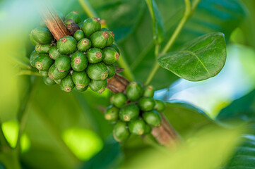 coffee fruits in various stages of ripening, flourishing amidst vibrant foliage of coffee tree....