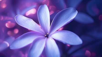Petals in Focus: A single lilac violet flower, showcasing the intricate details of its delicate petals. Experiment with different angles and lighting to highlight the texture and color gradients