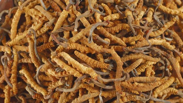 Close-up of dried cordyceps displayed on a turntable. Cordyceps can increase antioxidants to help improve memory. Precious medicinal herbs in Chinese medicine.