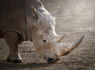Fototapeta premium Portarit de Rhinocéros, photographie animalière