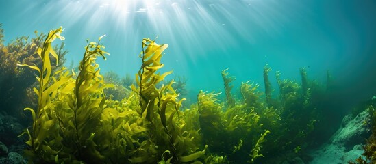 Fototapeta na wymiar Macrocystis pyrifera, a fast-growing species of marine algae, forms important underwater habitats in the California coast.