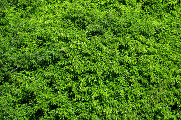 Green leaves background. vibrant array of green leaves seen from above, creating lush and natural...