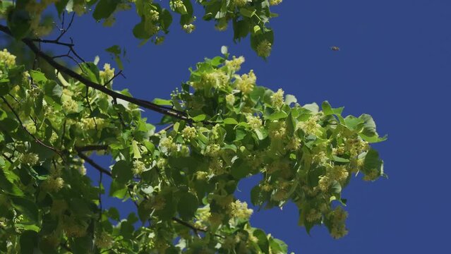 Close up of bees collecting nectar in blossoms of a silver linden tree, also called Tilia tomentosa or silber linde.