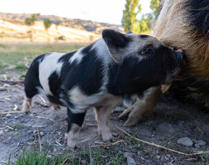 Kunekune Piglet