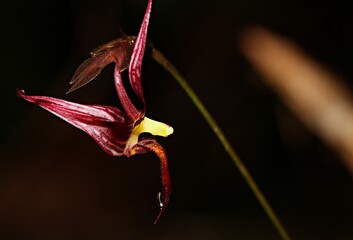 Close up photo of beautiful purple orchid (Bulbophyllum sp.)