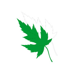vector element leaf in green color leaf