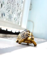 Sulcata also named African spurred tortoise, Centrochelys sulcata. Pardalis Babcocki Leopard...