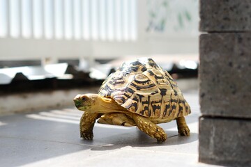 Sulcata also named African spurred tortoise, Centrochelys sulcata. Pardalis Babcocki Leopard Tortoise.
