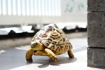 Sulcata also named African spurred tortoise, Centrochelys sulcata. Pardalis Babcocki Leopard Tortoise.