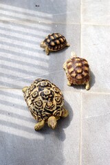 Sulcata also named African spurred tortoise, Centrochelys sulcata. Pardalis Babcocki Leopard Tortoise.