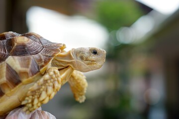 Sulcata also named African spurred tortoise, Centrochelys sulcata. Pardalis Babcocki Leopard Tortoise.