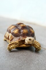 Sulcata also named African spurred tortoise, Centrochelys sulcata. Pardalis Babcocki Leopard...