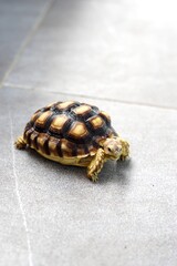Sulcata also named African spurred tortoise, Centrochelys sulcata. Pardalis Babcocki Leopard Tortoise.