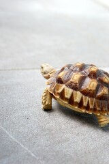 Sulcata also named African spurred tortoise, Centrochelys sulcata. Pardalis Babcocki Leopard Tortoise.