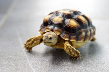 Sulcata also named African spurred tortoise, Centrochelys sulcata. Pardalis Babcocki Leopard Tortoise.