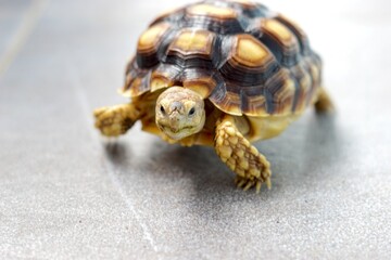 Sulcata also named African spurred tortoise, Centrochelys sulcata. Pardalis Babcocki Leopard Tortoise.