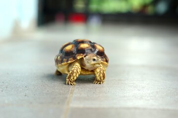 Sulcata also named African spurred tortoise, Centrochelys sulcata. Pardalis Babcocki Leopard Tortoise.
