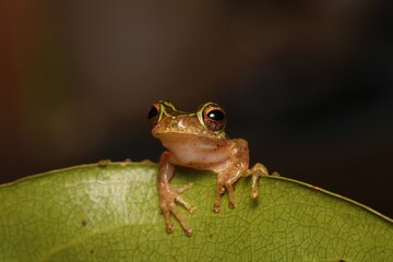  Close up photo of green frog on the leaf from new guinea