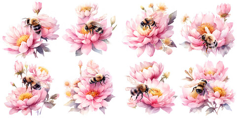 Watercolor bee and peony clipart for graphic resources - obrazy, fototapety, plakaty