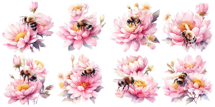 Watercolor bee and peony clipart for graphic resources