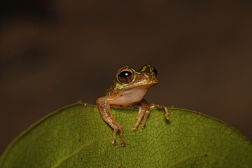 Close up photo of green frog on the leaf from new guinea