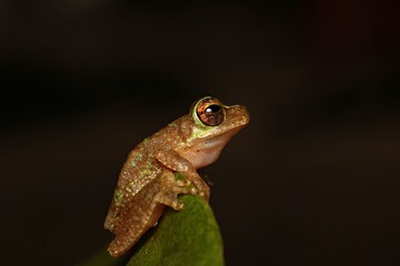 frog on a leaf