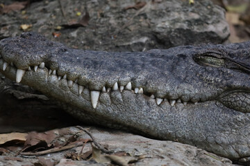 Close up head the crocodile