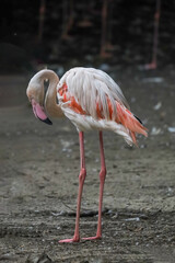 The flamingo is stand up in nature garden