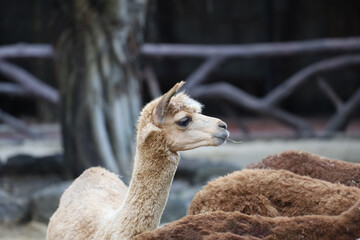 The alpaca is mammal animal and fluffy skin
