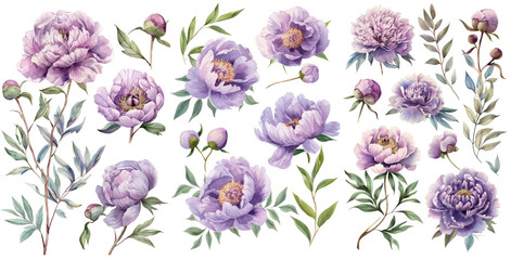 Set of watercolor Sweet Violet peonies illustration PNG element cut out transparent isolated on white background ,PNG file ,artwork graphic design. - obrazy, fototapety, plakaty