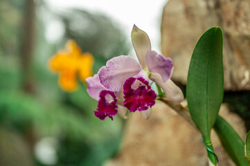 Tropical pink orchids thrive in lush rainforest habitat, showcasing vibrant colors and delicate...