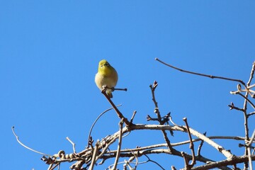 枯れ枝にメジロ