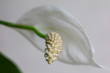 Naklejka premium white lily flower
