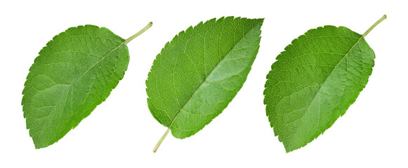 Isolated apple leaf