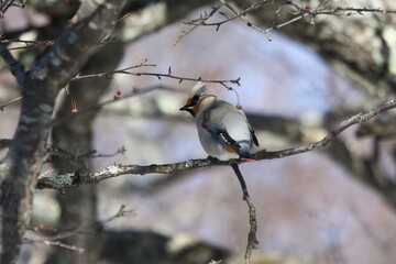ヒレンジャクとキレンジャク