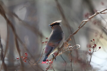 ヒレンジャクとキレンジャク