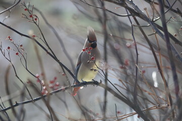ヒレンジャクとキレンジャク