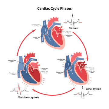 Scheme of the phases of the cardiac cycle with their phases on the cardiogram with main parts labeled. Circulation of blood through the heart. Vector illustration in flat style